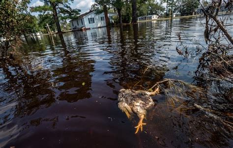 What Happens To Farm Animals During A Hurricane